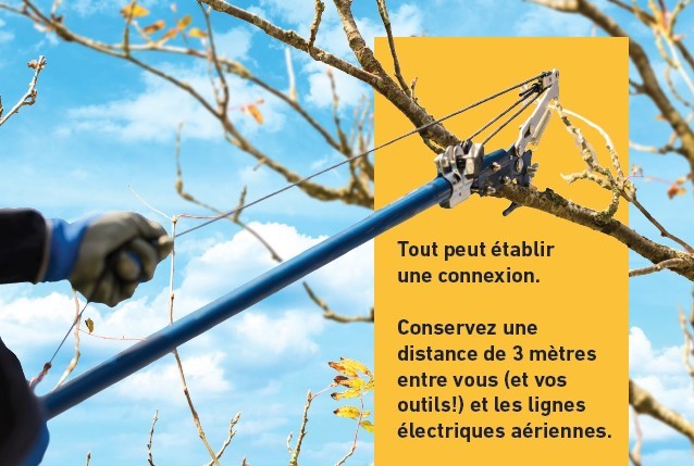 Arboriste carte postale